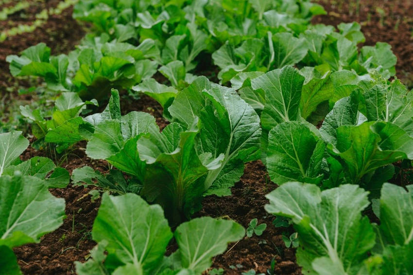 Mustard Plants